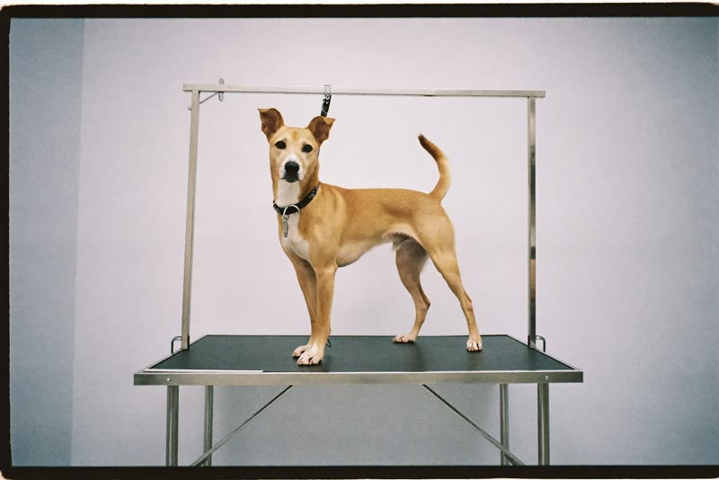 A dog standing on the grooming table