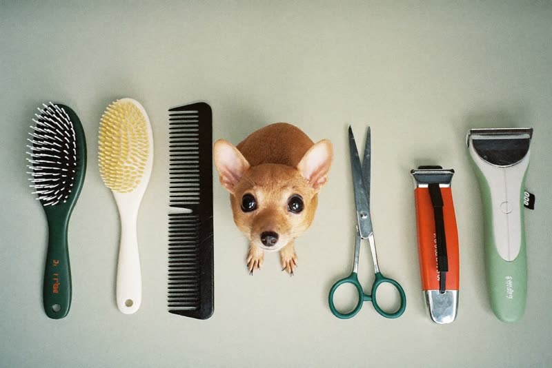 Grooming brushes, comb and clippers laid out