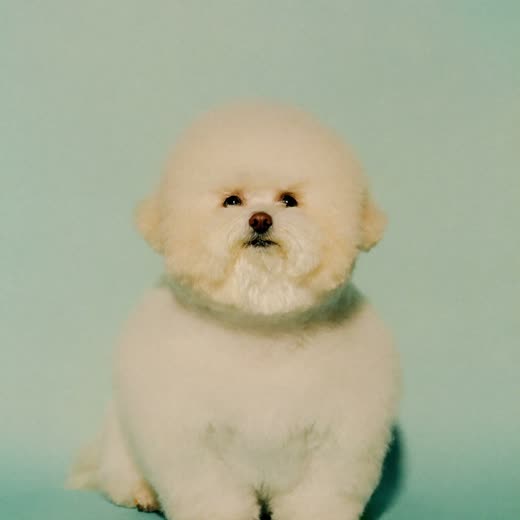 A small fluffy dog after a full groom