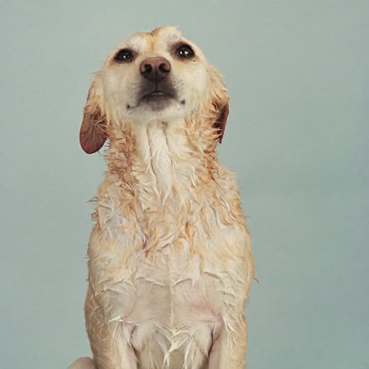 A dog freshly bathed, coat still damp